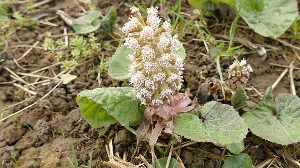 03 petasites fragrans