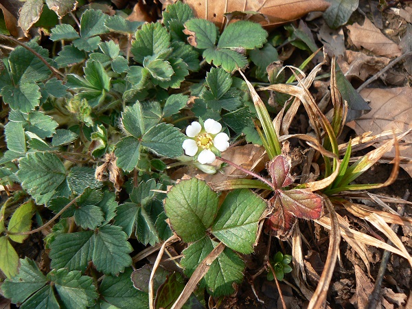 03 potentilla sterilis b