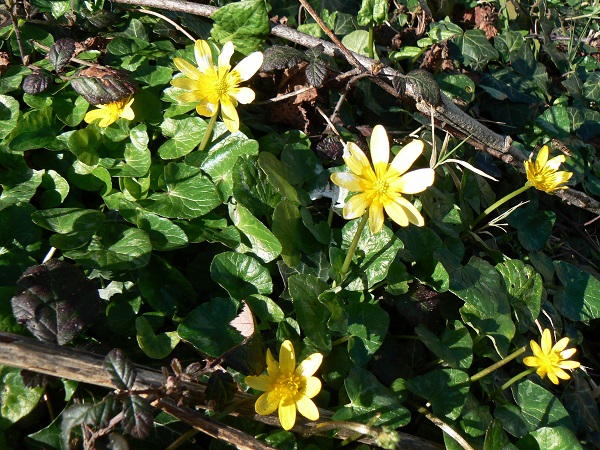 03 ranunculus ficaria