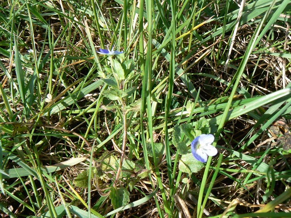 03 veronica persica