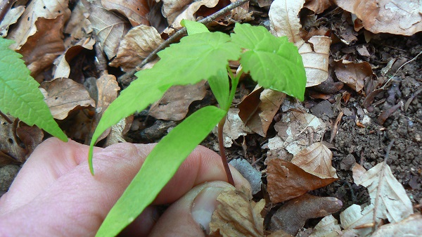 04 acer pseudoplatanus