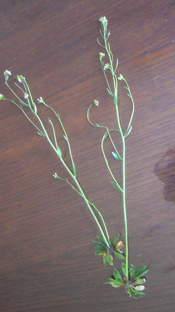 04 arabidopsis thaliana