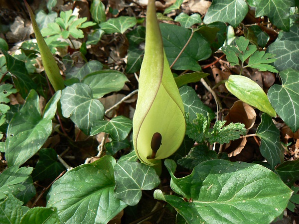 04 arum maculatum b copie