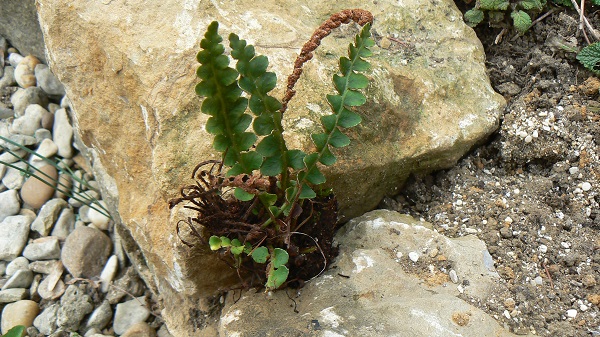 04 asplenium ceterach