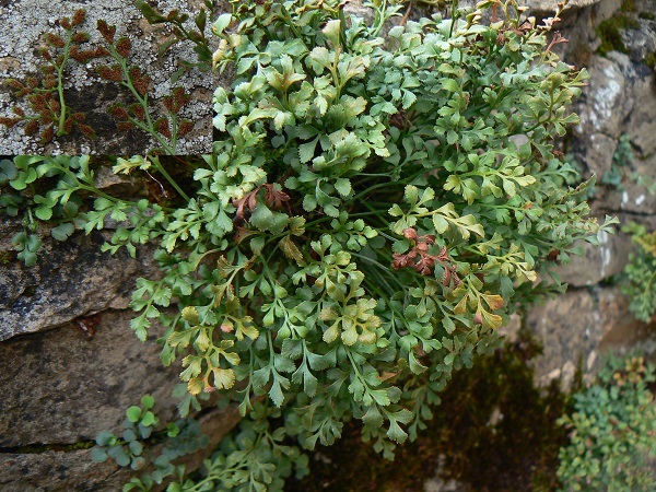 04 asplenium ruta muraria