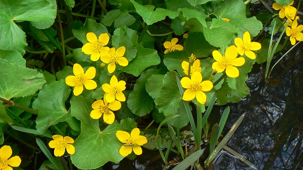 04 caltha palustris