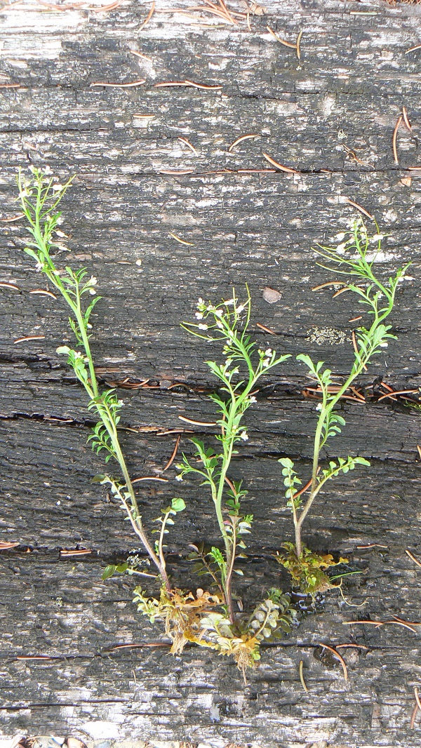 04 cardamine flexuosa