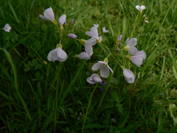 04 cardamine pratensis