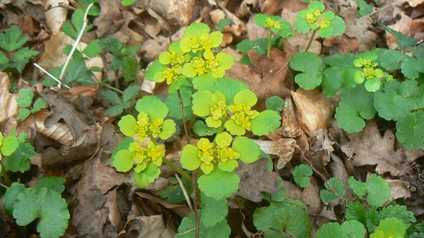 04 chrysosplenium alternifolium