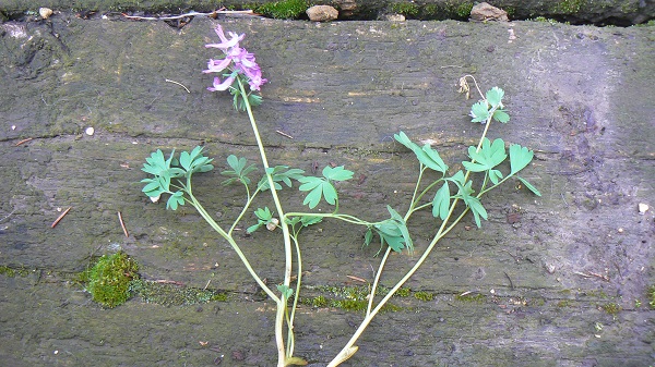 04 corydalis solida