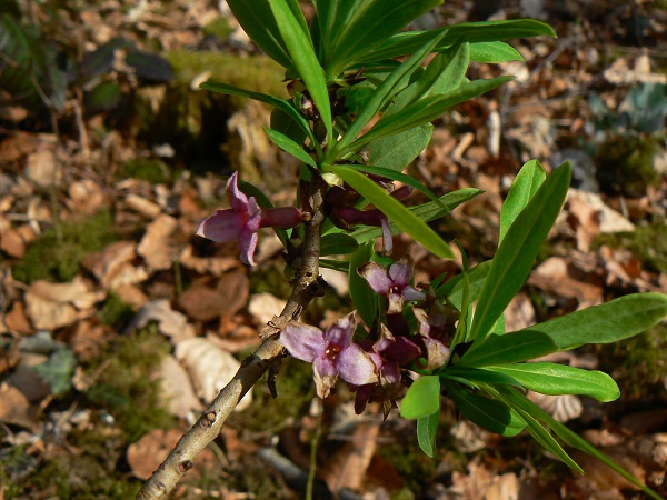 04 daphne mezereum