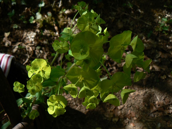 04 euphorbia amygdaloides a