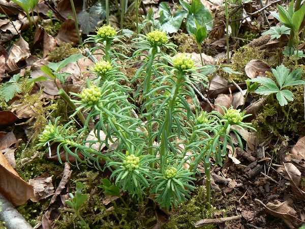 04 euphorbia cyparissias a