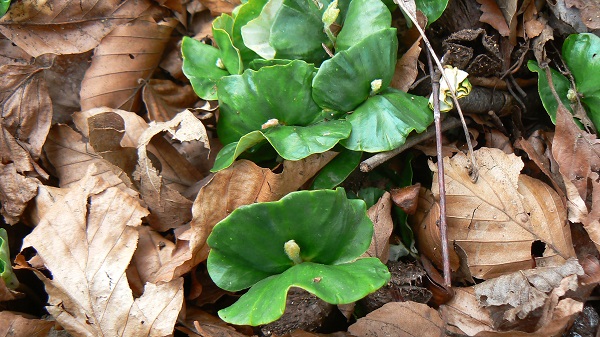 04 fagus sylvatica jeune pousse