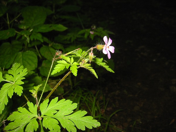 04 geranium robertianum herbe a robert