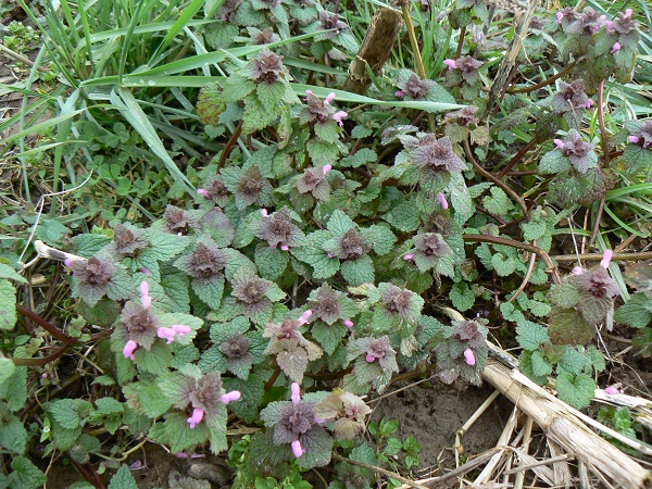 04 lamium purpureum