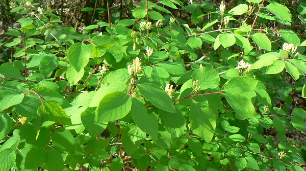 04 lonicera xylosteum