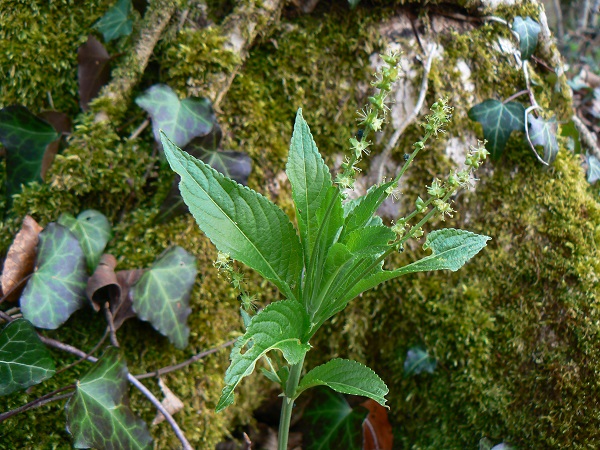 04 mercurialis perennis