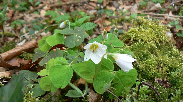 04 oxalis acetosella