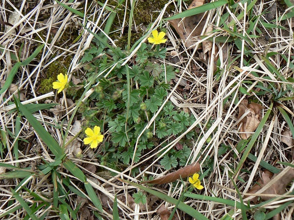 04 potentilla taberneamontani