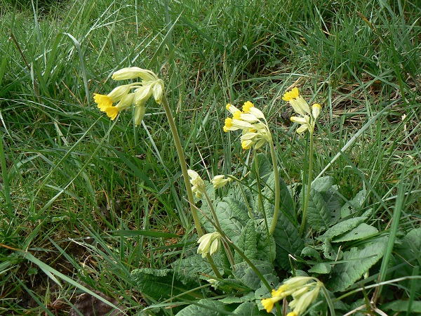 04 primula veris