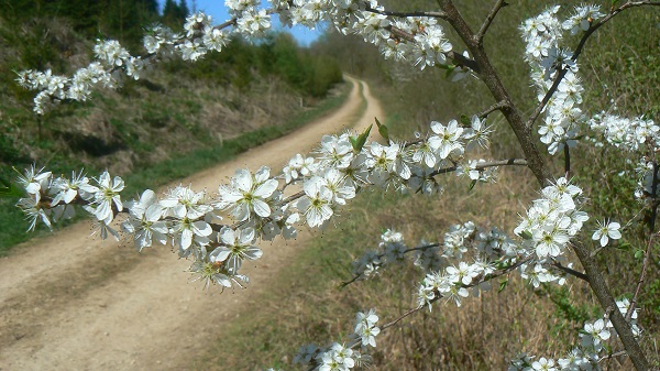 04 prunus spinosa