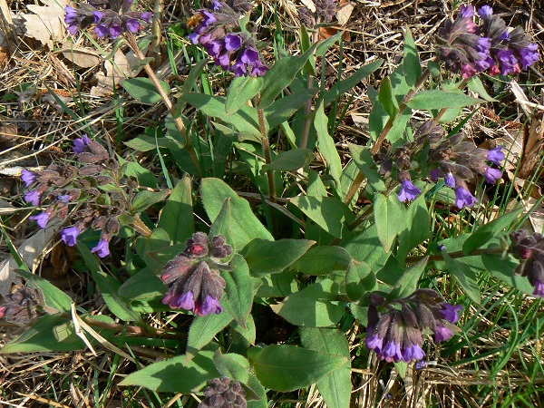 04 pulmonaria montana x