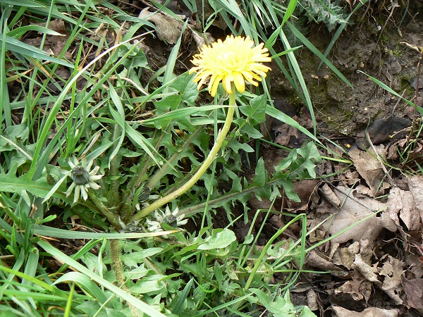 04 taraxacum officinalis 2