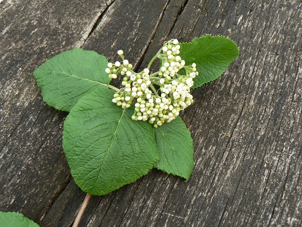 04 viburnum lantana