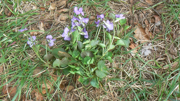 04 viola riviniana