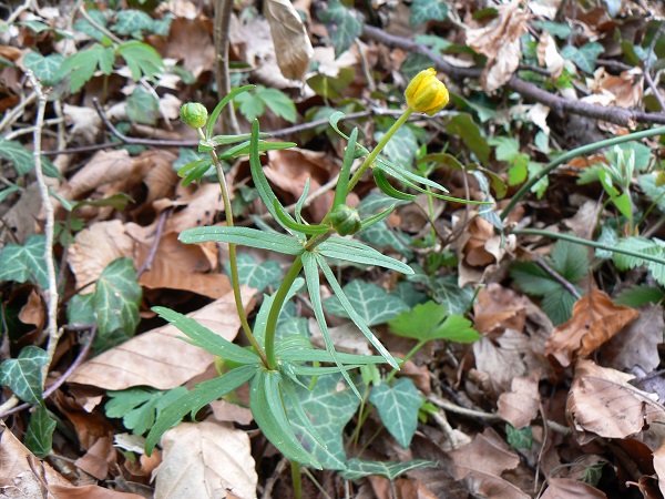 04 x ranunculus auricomus