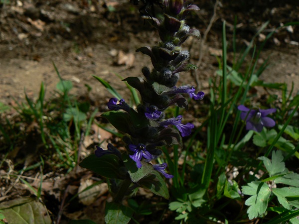 05 ajuga genevensis