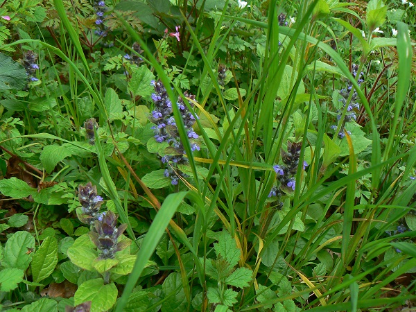 05 ajuga reptans