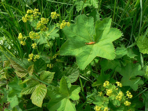 05 alchemilla vulgaris