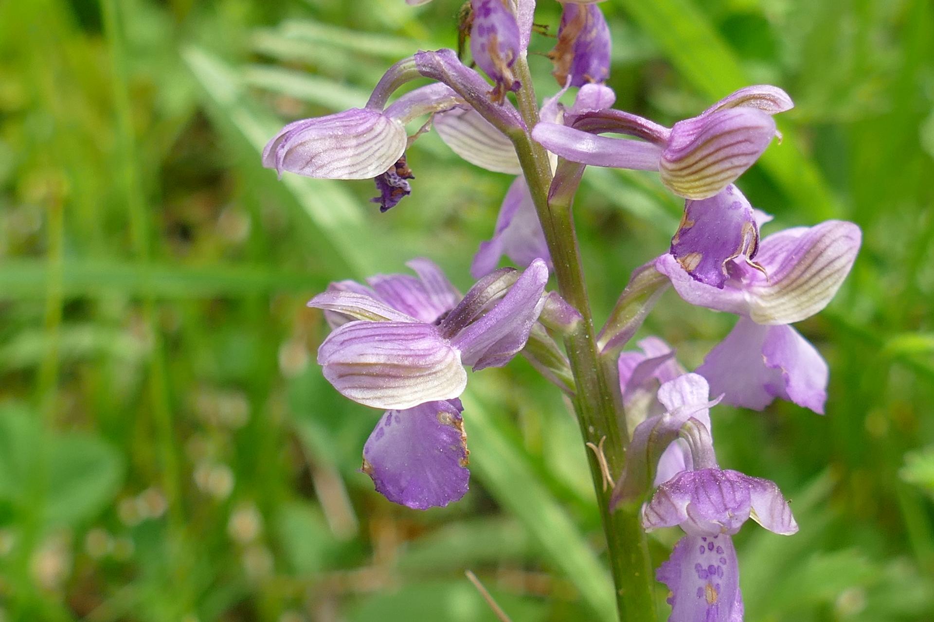 05 anacamptyis morio orchis bouffon