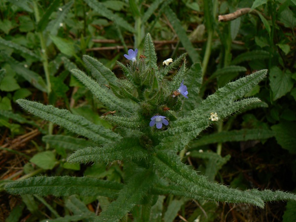 05 anchusa arvensis