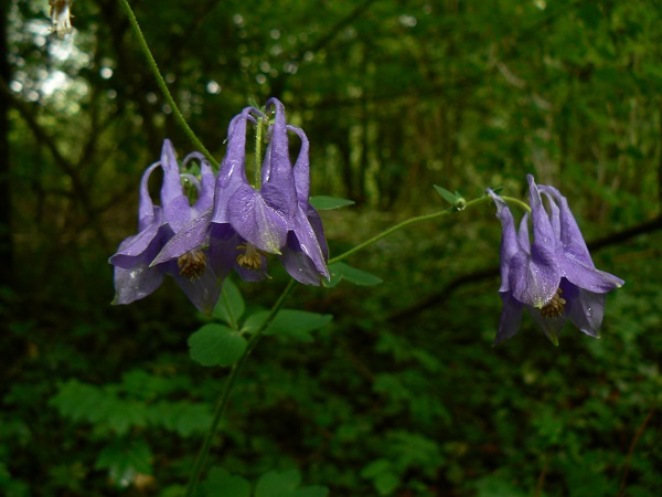 05 aquilegia vulgaris