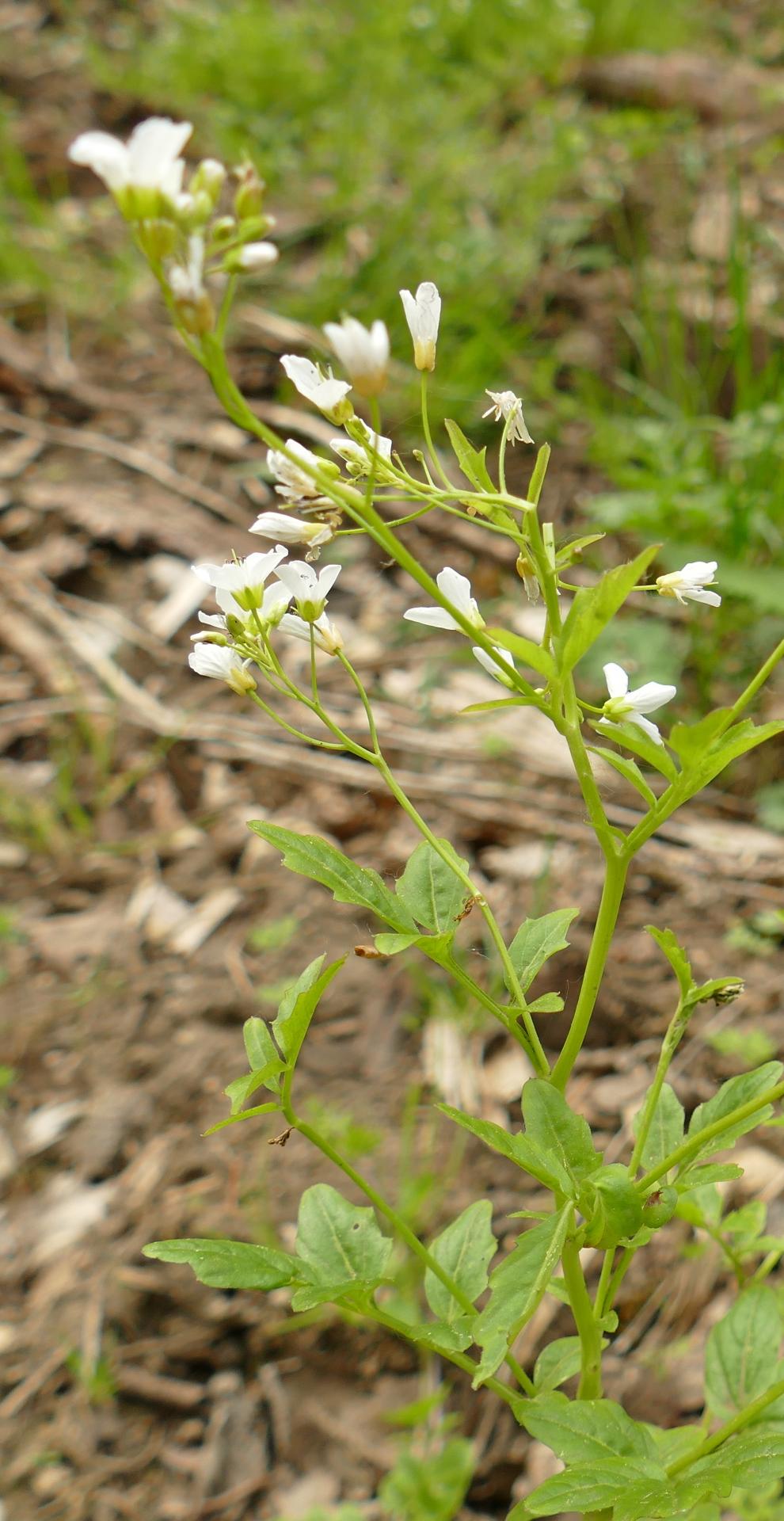 05 cardamine amara