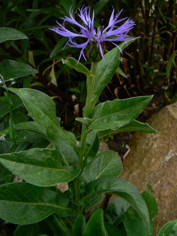 05 centaurea montana