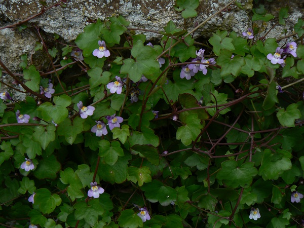 05 cymbalaria muralis