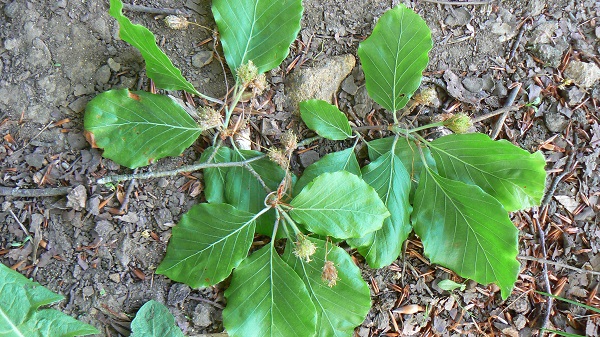 05 fagus silvatica fleurs