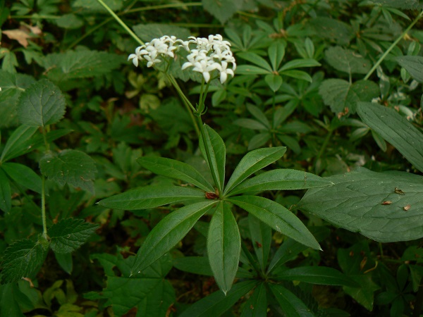 05 galium odoratum