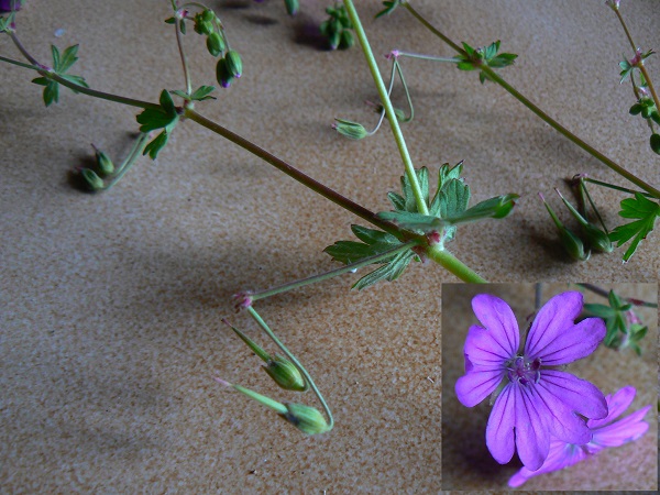 05 geranium pyrenaicum