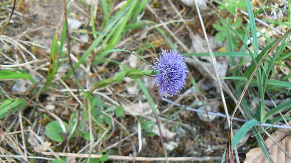 05 globularia vulgaris