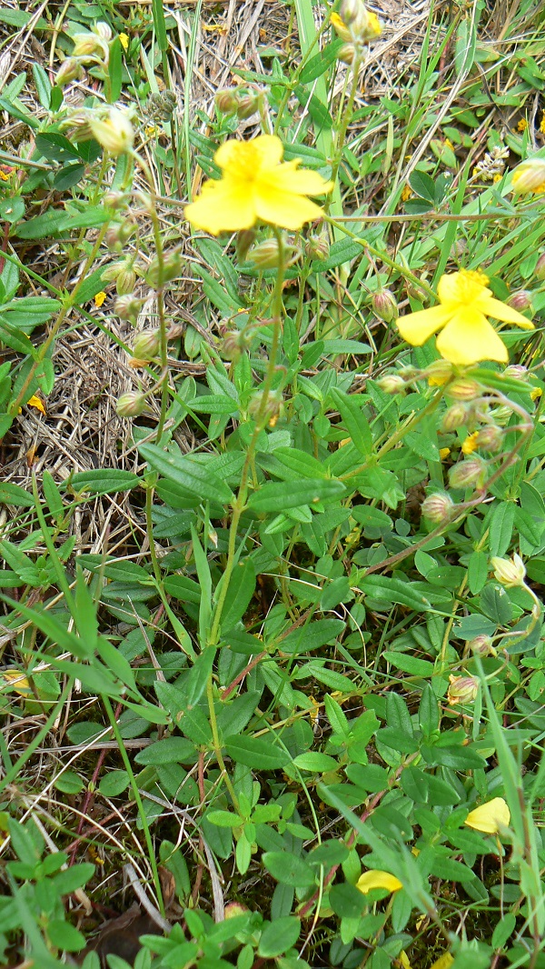 05 helianthemum nummularium