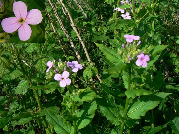 05 hesperis matronalis