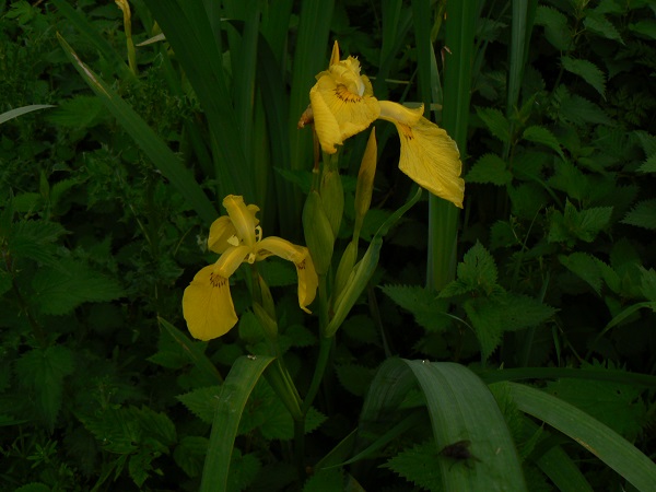 05 iris pseudacorus