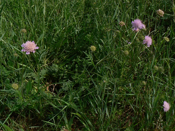 05 knautia arvensis