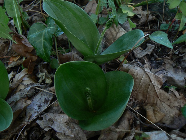 05 listera ovata