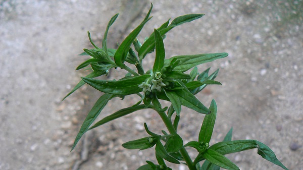 05 lithospermum officinale